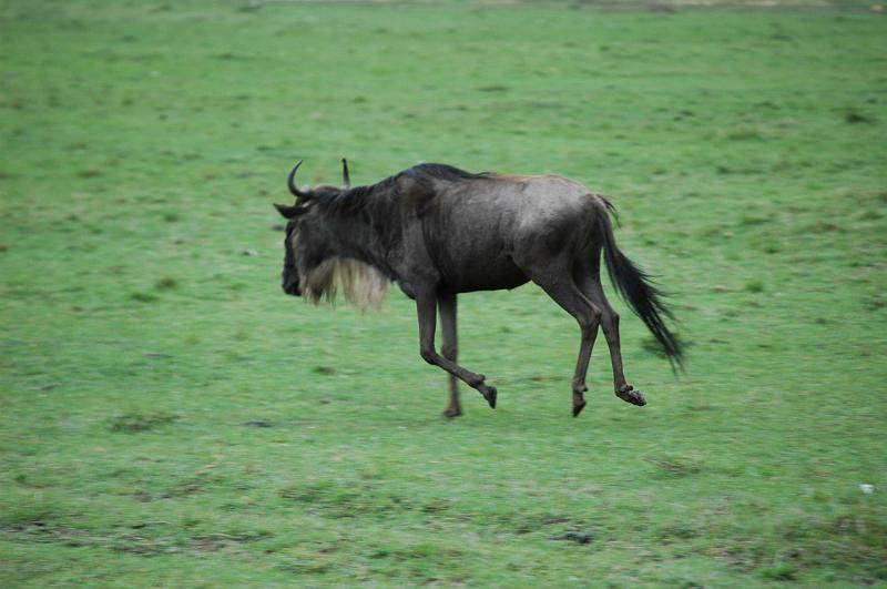 Wildebeest running.JPG